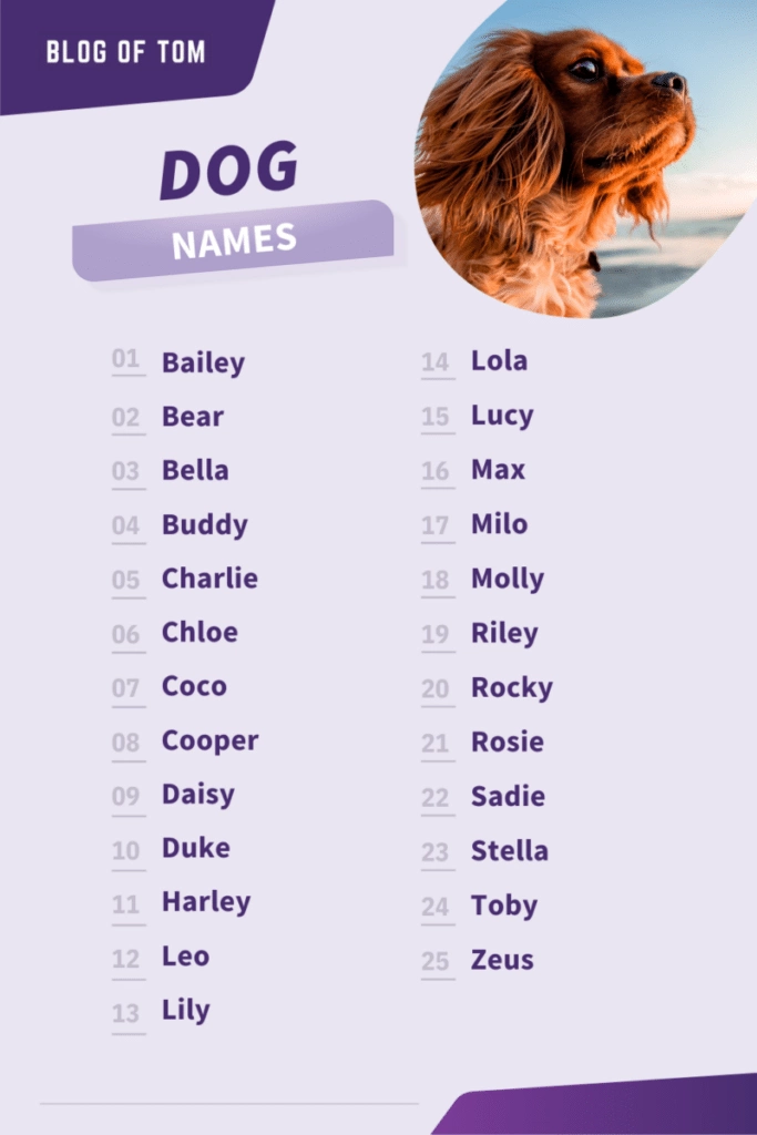 Dog Names Infographic