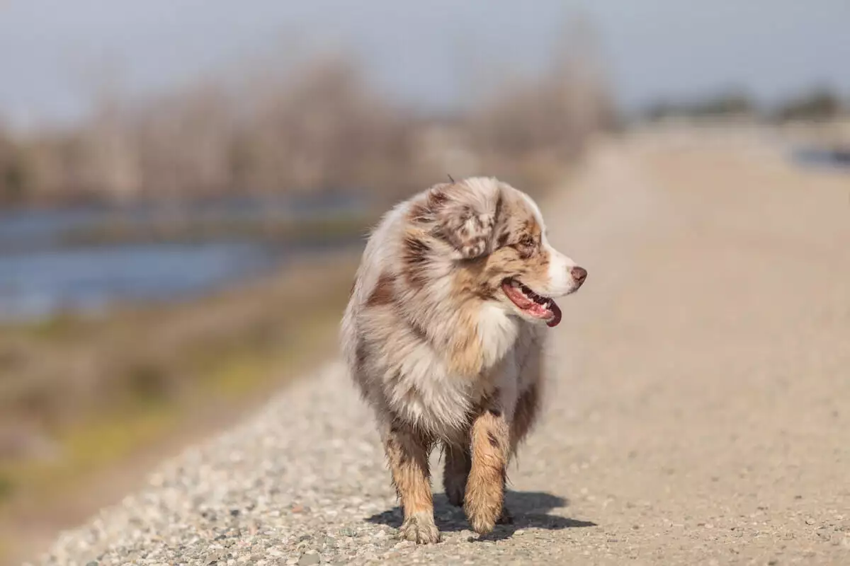 A dog walking down a gravel road near a body of water.