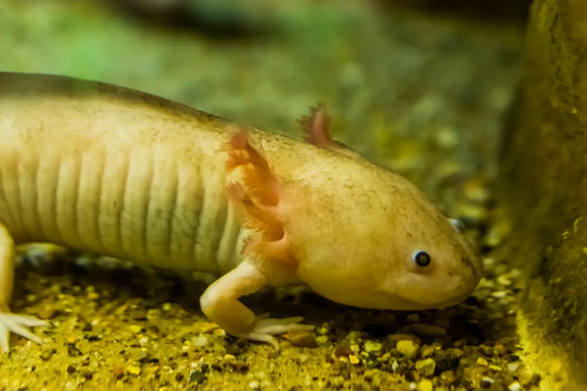 A small axolotl in an aquarium.