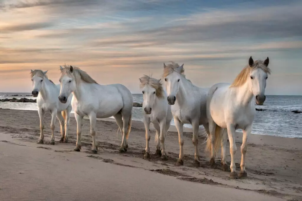 A group of horses standing on the beach.