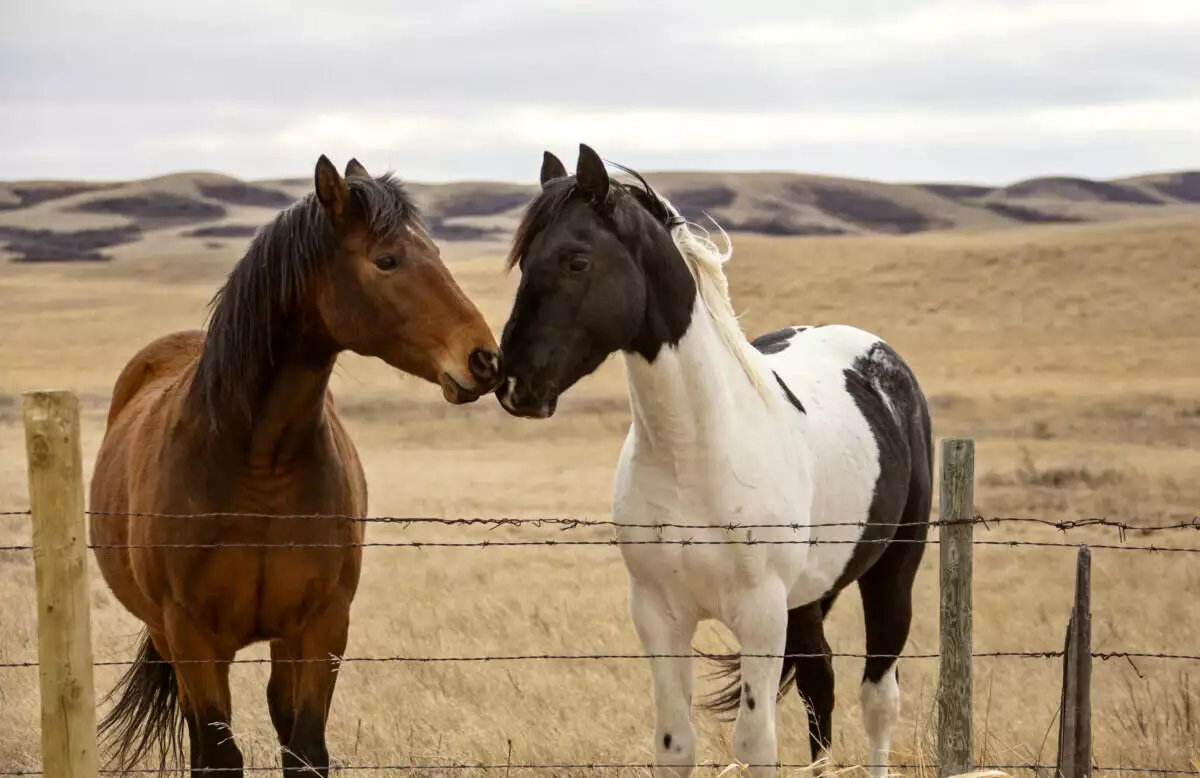 Two horses standing next to each other behind a barbed wire fence.