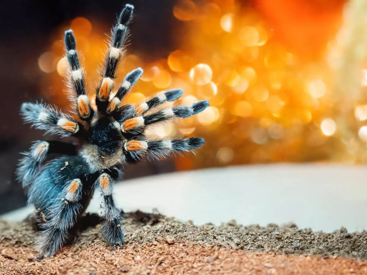 A tarantula is sitting on sand in a zoo.