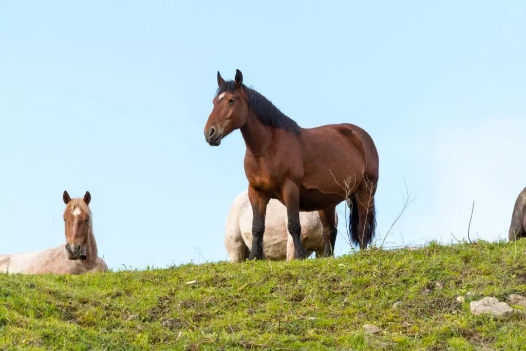 A group of horses standing on a grassy hill.