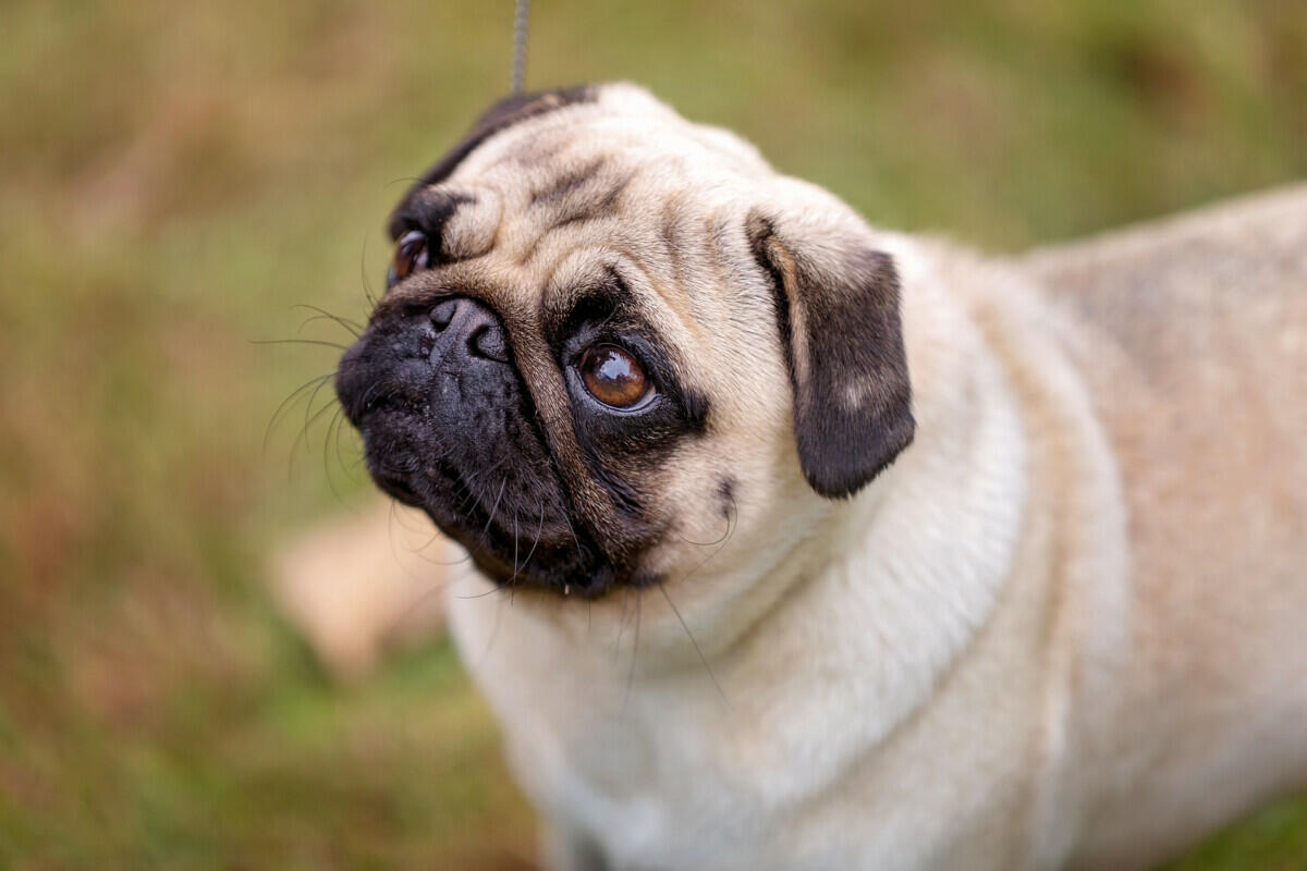 A pug dog looking up at the camera.