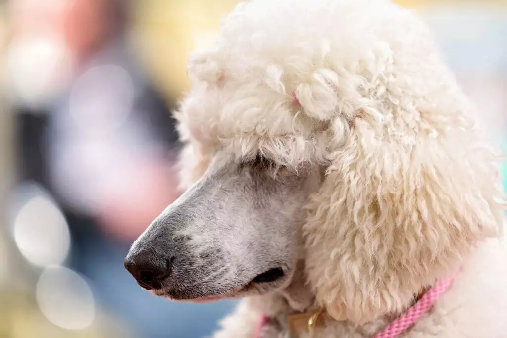 A white poodle with a pink collar.
