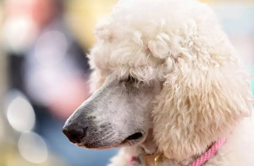 A white poodle with a pink collar.