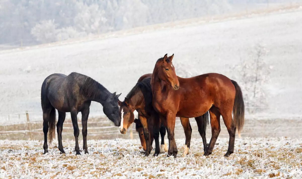 Three horses grazing in a snow covered field.
