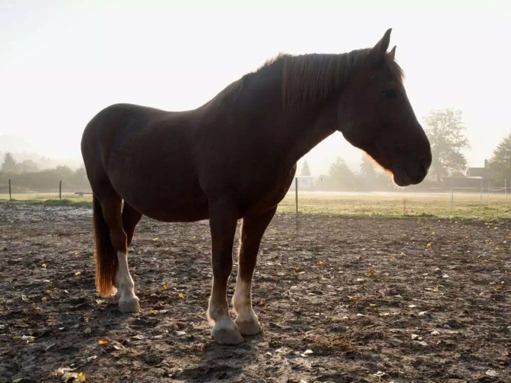 A brown horse standing in a field.