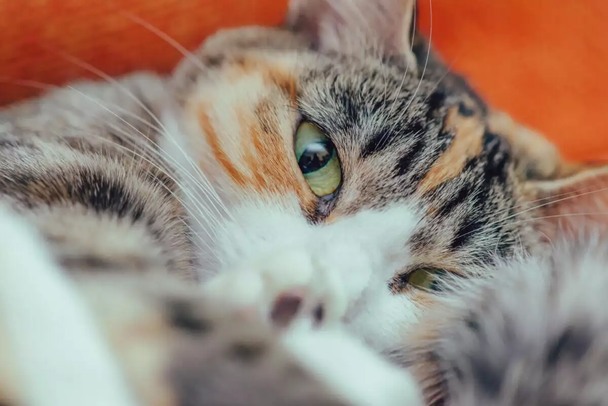 A calico cat laying on an orange couch.