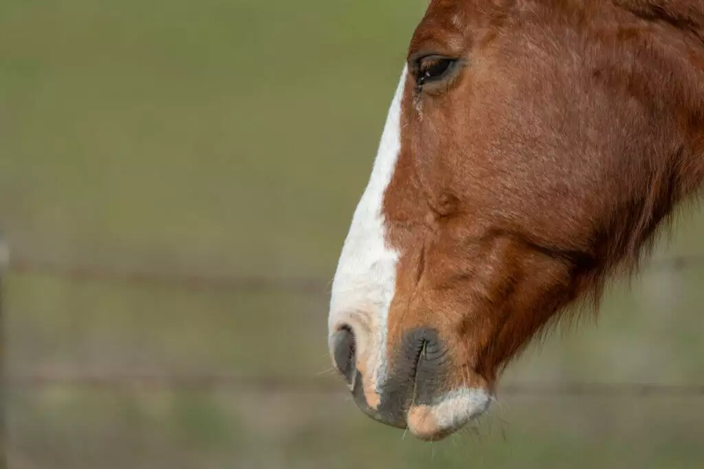 A brown and white horse is standing next to a fence.