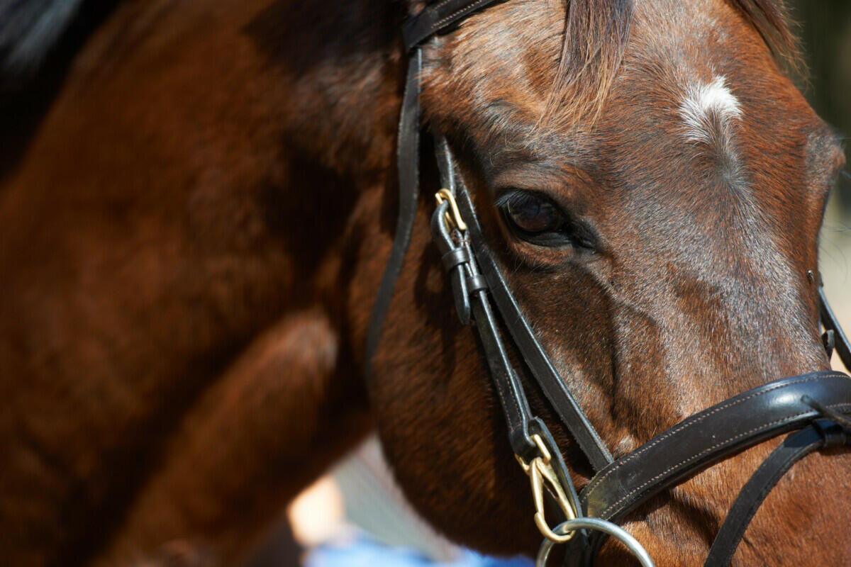 A brown horse with a black bridle.