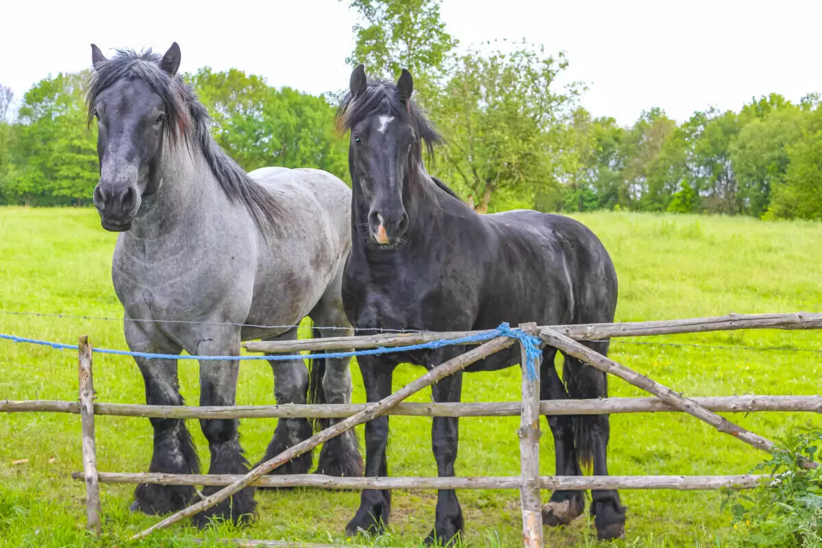 Two horses standing next to a fence in a field.