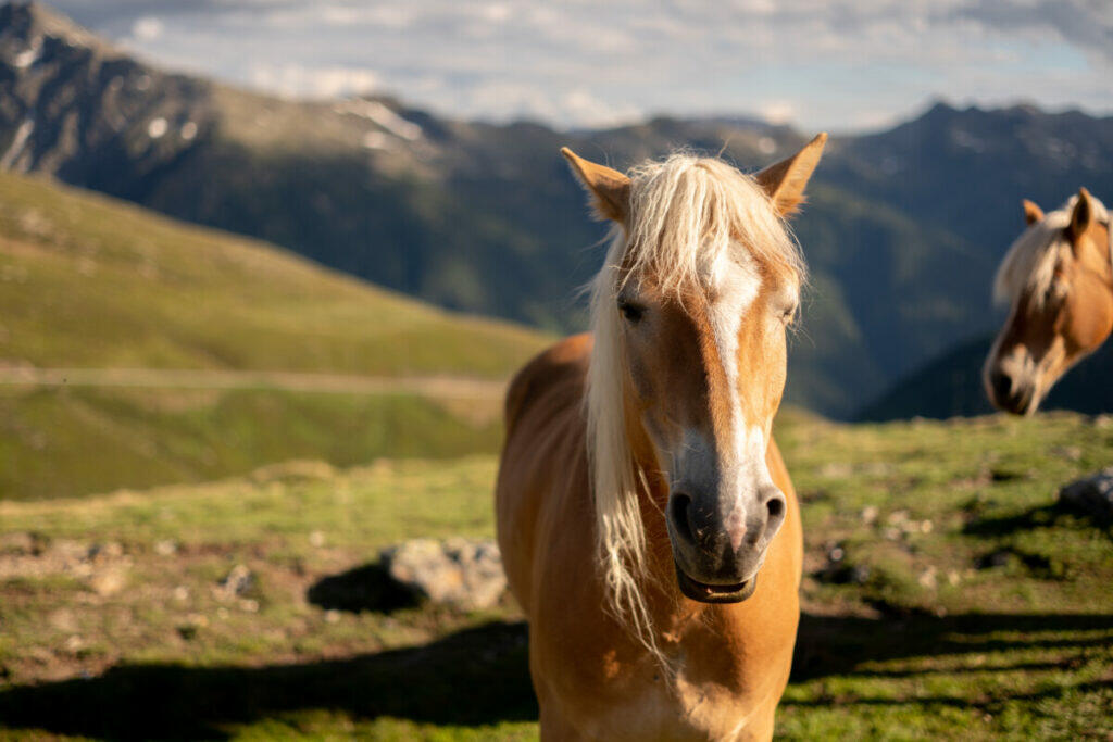 Two horses standing in a grassy field.