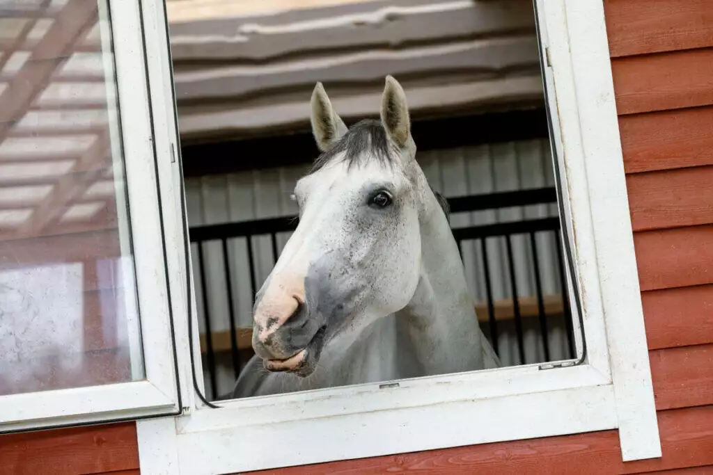 A horse looking out of a window in a barn.