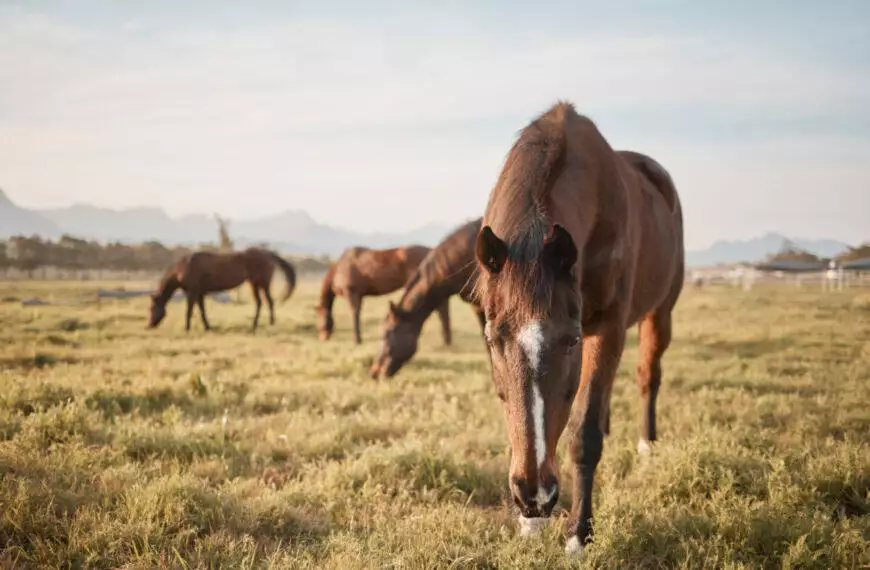 A group of horses grazing in a field.