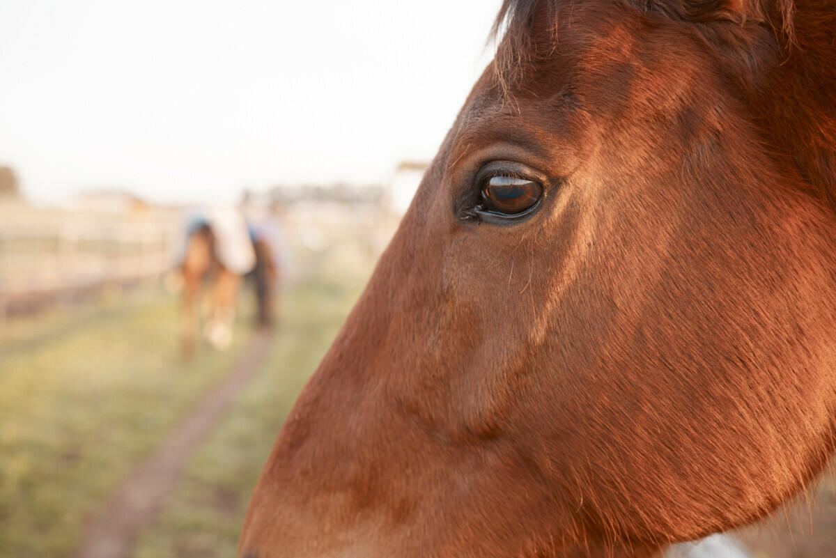 A brown horse is standing in a field.