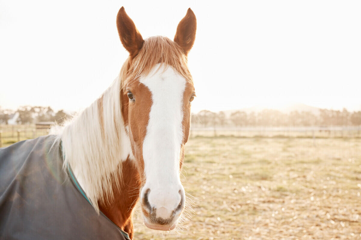 A horse wearing a blanket in a field.