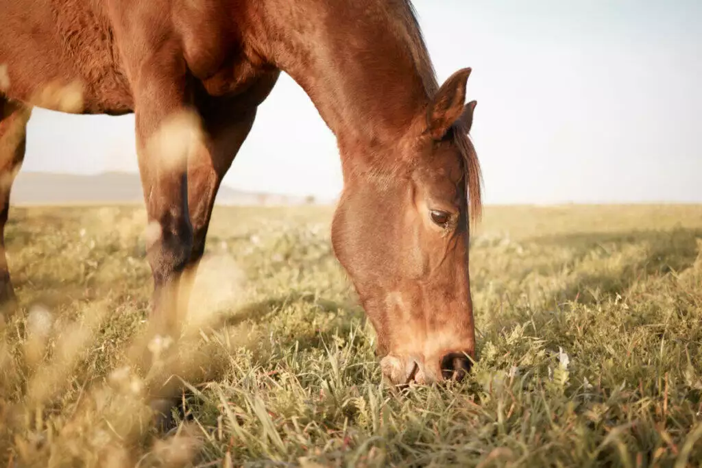A brown horse is eating grass in a field.