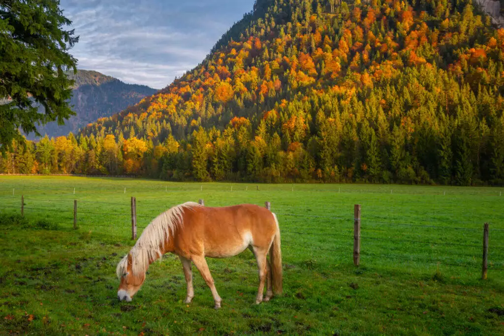 A horse is grazing in a field.