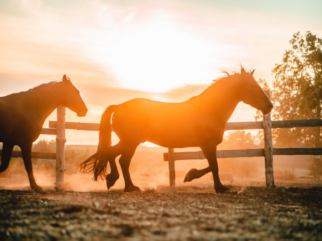 Two horses running in a field at sunset.