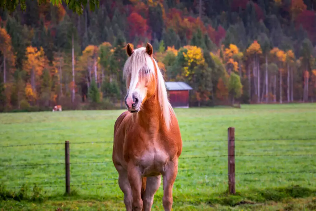 A horse is standing in a field with trees in the background.