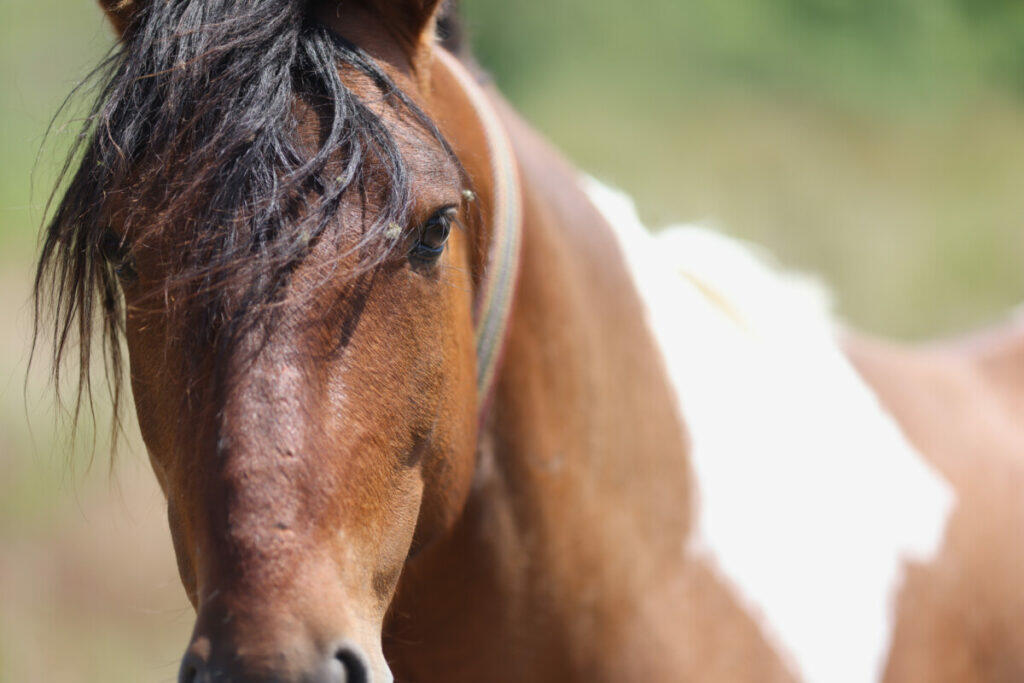 A close up of a brown and white horse.