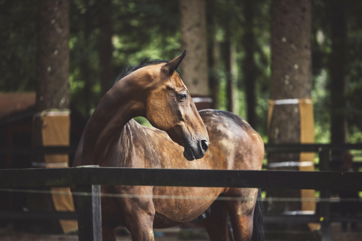 A horse is standing behind a fence in a wooded area.