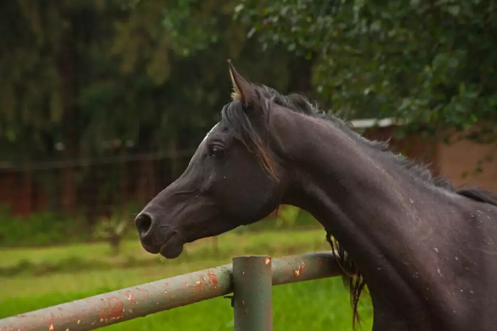 A black horse standing next to a fence.