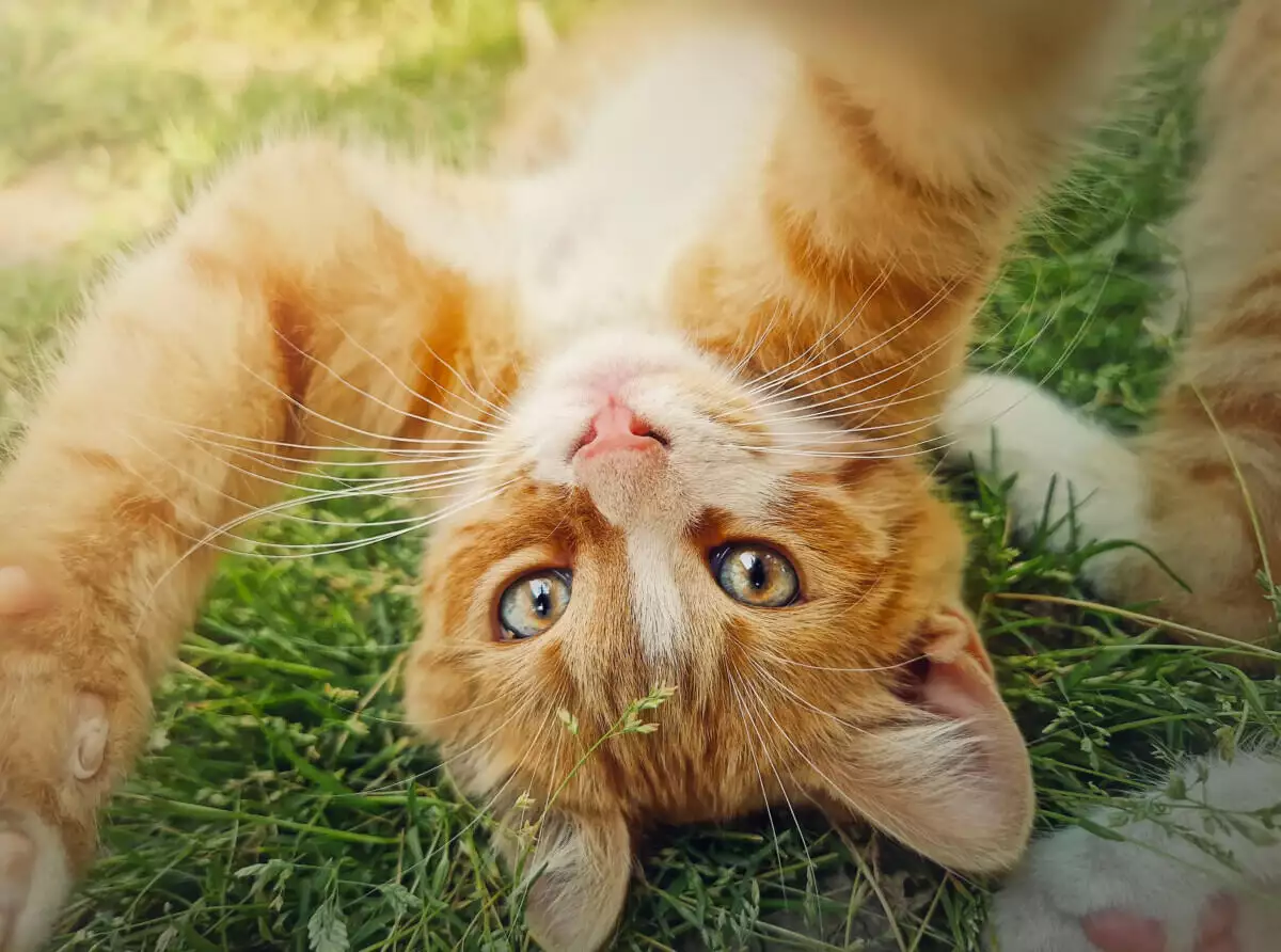 An orange tabby cat playing in the grass.