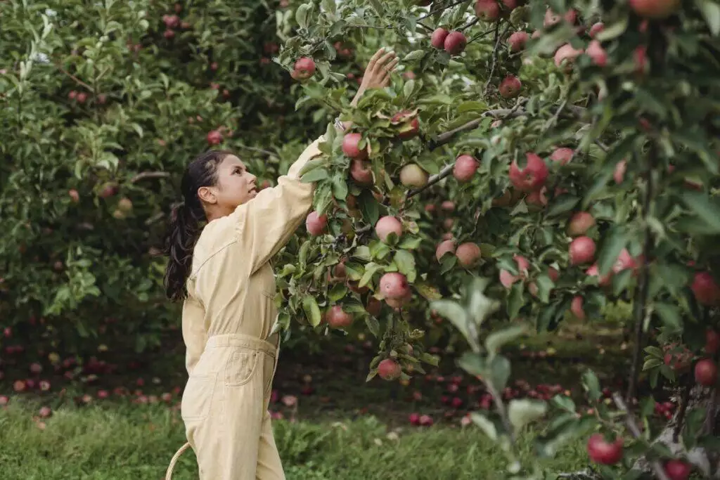 Side view of young Latin American girl in comfortable clothes picking fresh red apples in garden